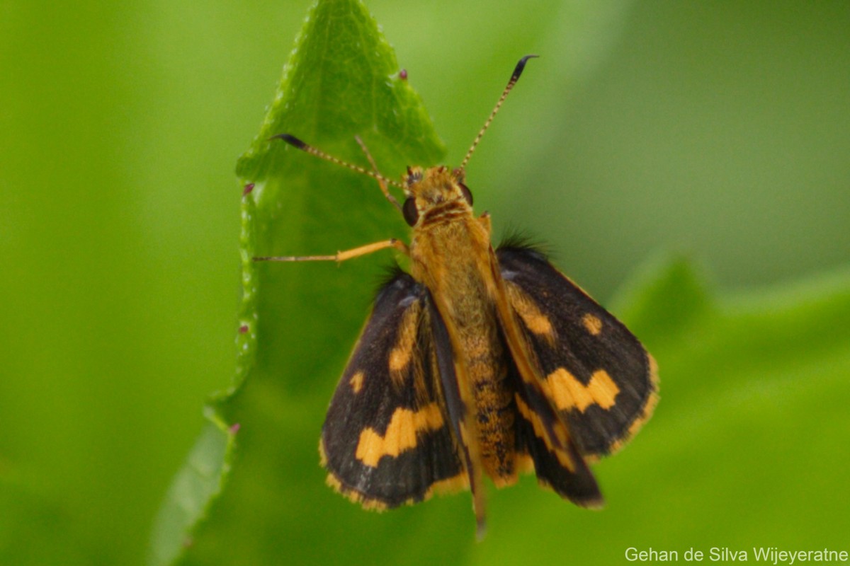 Potanthus pallida Evans, 1932